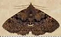 Four-spotted Fungus Moth - Hodges#8500 - photo 5