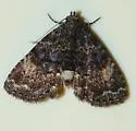 Richards' Fungus Moth - Hodges#8505
