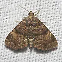 Richards' Fungus Moth - Hodges#8505 - photo 2