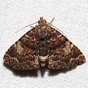 Richards' Fungus Moth - Hodges#8505 - photo 3