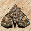 Richards' Fungus Moth - Hodges#8505 - photo 4
