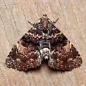 Richards' Fungus Moth - Hodges#8505 - photo 5