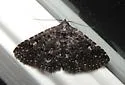 Black Fungus Moth - Hodges#8502 - photo 2