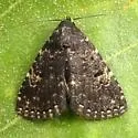 Black Fungus Moth - Hodges#8502 - photo 3