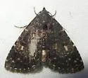 Black Fungus Moth - Hodges#8502 - photo 4