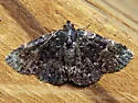 Black Fungus Moth - Hodges#8502 - photo 5