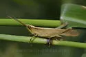 Clip-wing Grasshopper - photo 2