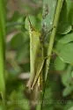 Clip-wing Grasshopper - photo 3
