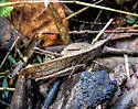 Clip-wing Grasshopper - photo 4