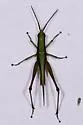 Clip-wing Grasshopper - photo 5