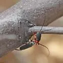 Metaleptus batesi - photo 4