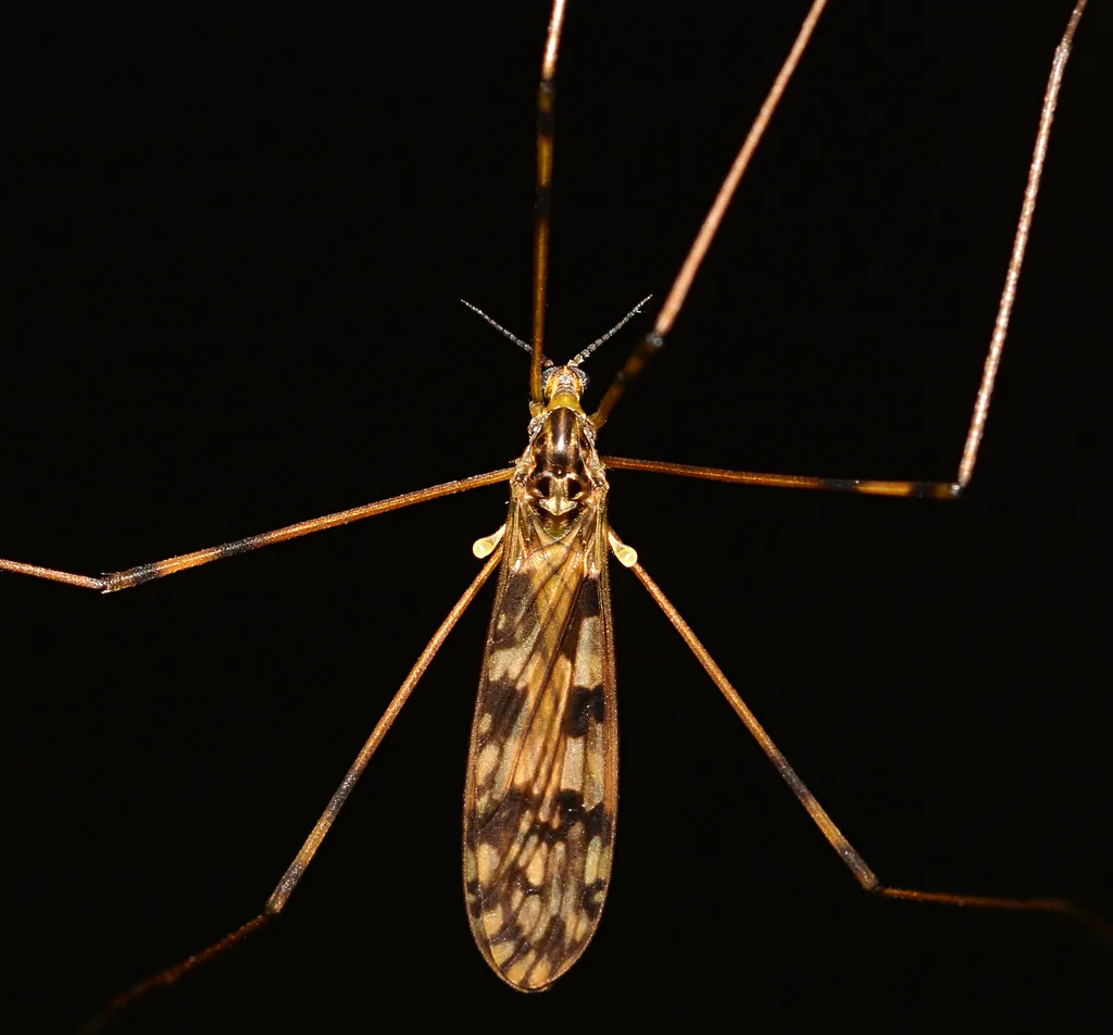 Metalimnobia cinctipes