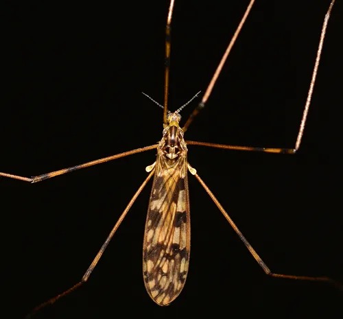 Metalimnobia cinctipes - photo 2
