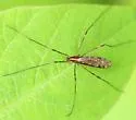 Metalimnobia fallax - Metalimnobia fallax