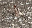 Metalimnobia fallax - photo 4