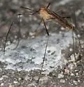 Metalimnobia fallax - photo 5
