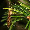 Limonia hudsonica