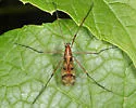 Limonia hudsonica - photo 3