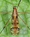 Limonia hudsonica - photo 4