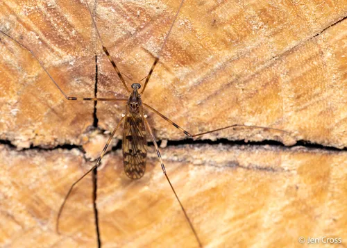 Metalimnobia immatura