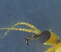 Metalimnobia triocellata