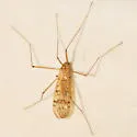 Metalimnobia triocellata - photo 2