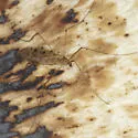 Metalimnobia triocellata - photo 3