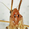 Metalimnobia triocellata - photo 4