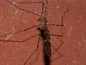 Limonia triphaea