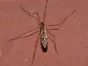 Limonia triphaea - photo 2