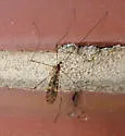 Limonia triphaea - photo 3