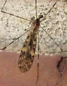 Limonia triphaea - photo 4