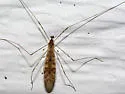 Limonia triphaea - photo 5