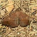 Variable Metallata Moth - Hodges#8573 - photo 3