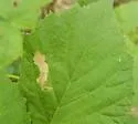 Metallus capitalis