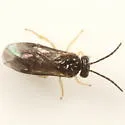 Metallus capitalis - photo 2