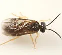 Metallus lanceolatus - photo 2