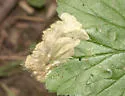 Metallus lanceolatus - photo 3