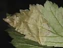 Metallus lanceolatus - photo 4