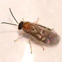 Metallus ochreus - photo 2