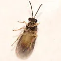 Metallus ochreus - photo 3