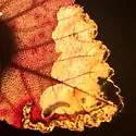 Metallus ochreus - photo 4