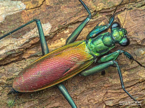 Metallyticidae - Metallyticidae