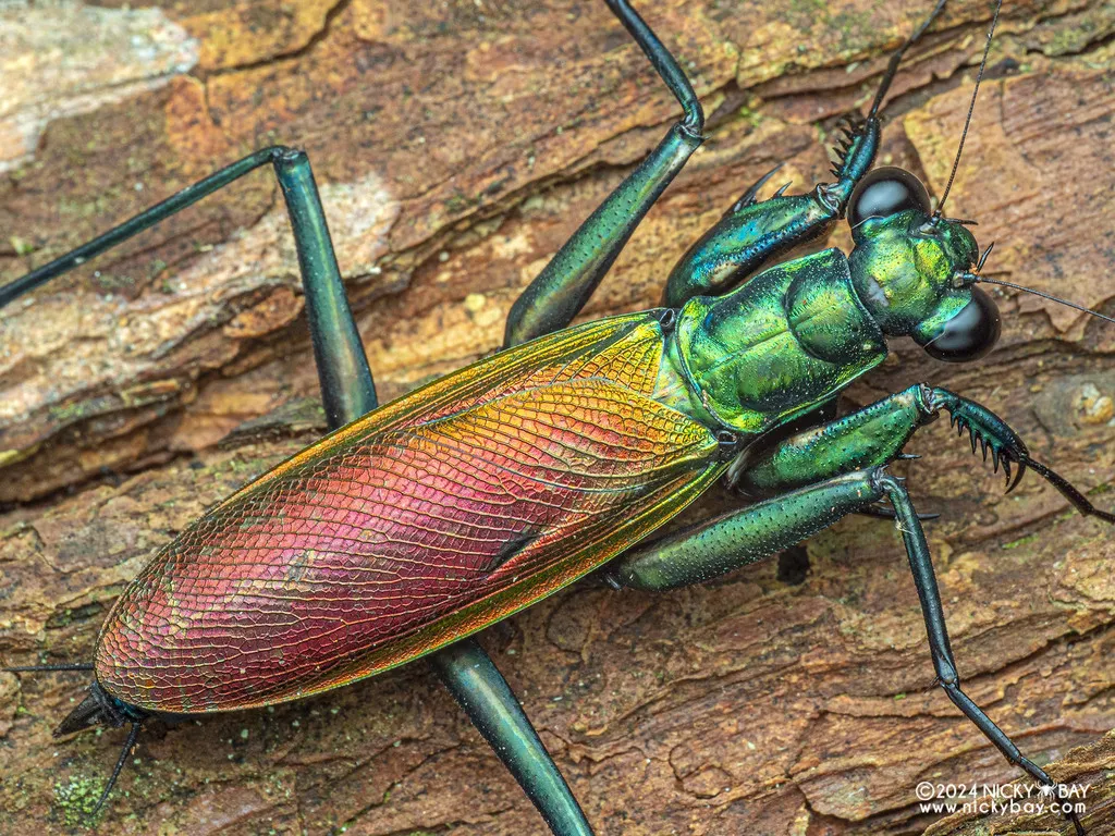 Metallyticidae - photo 2
