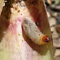 Mexican Bromeliad Weevil