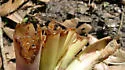 Mexican Bromeliad Weevil - photo 2