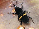 Mexican Bromeliad Weevil - photo 3
