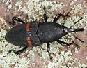 Mexican Bromeliad Weevil - photo 4