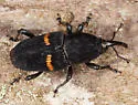 Mexican Bromeliad Weevil - photo 5