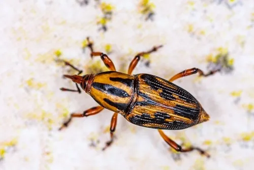 Metamasius hemipterus - Metamasius hemipterus